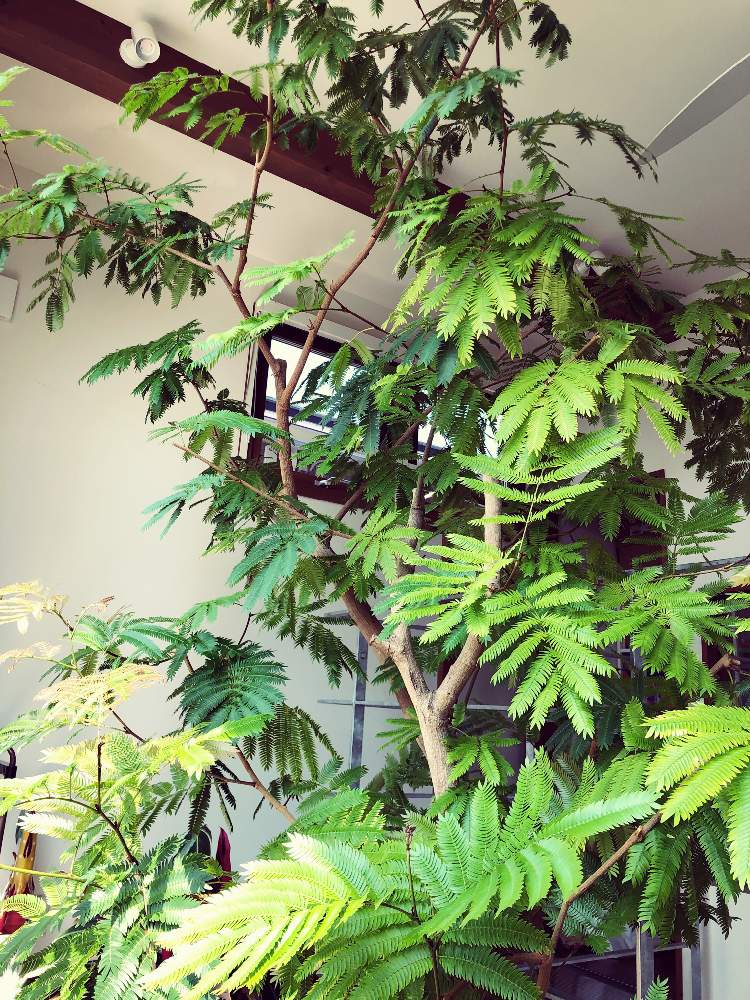 の画像 by ことさん | エバーフレッシュと観葉植物と観葉植物がスキとエバーフレッシュ☆