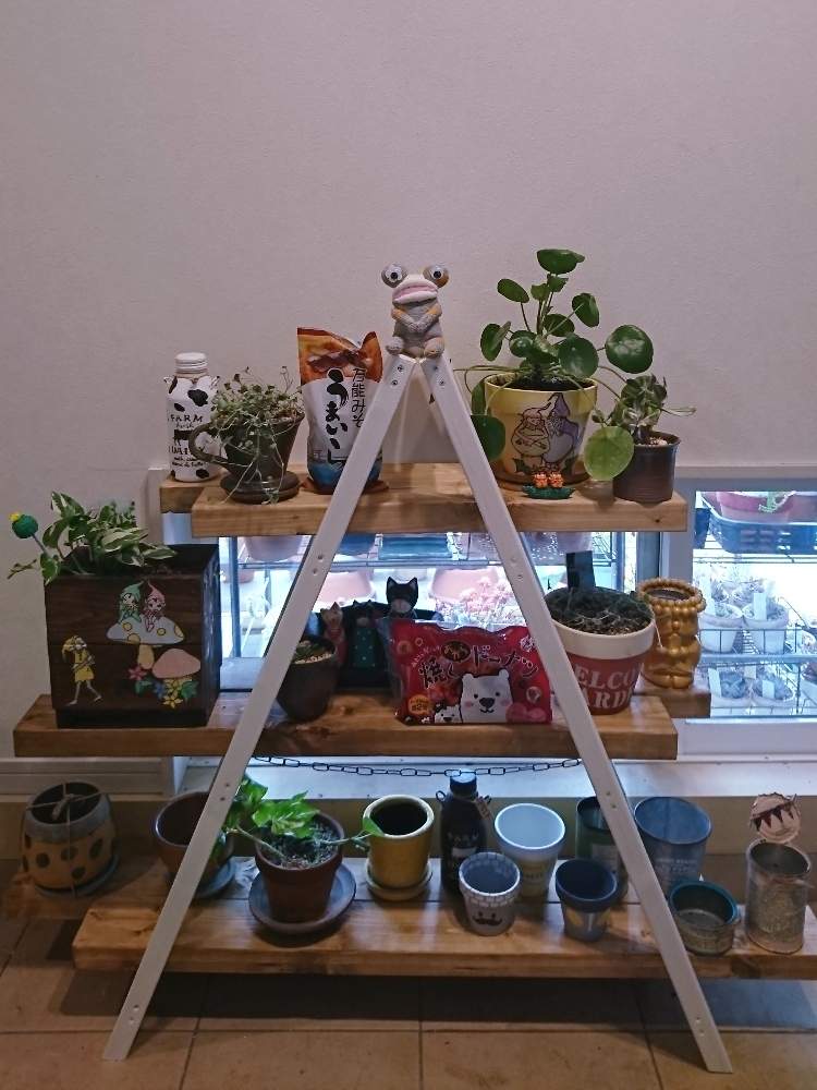 の画像 by 花MARUさん | 観葉植物と葉っぱのある暮らしと多肉植物のある暮らしと晴れの国タニラーGPと多肉な彼女さんの素敵便とバラと夢CLUBと多肉ラボ©とタニカノさんの木工品と葉っぱ大好きと立ち上がろう!晴れの国☀️と花のある暮らしと被災地にエールを…。と前に進もう!晴れの国☀️とたにおたくらぶとMARUペースで投稿と繋がりに感謝✨とGS植物うちなーぐち会