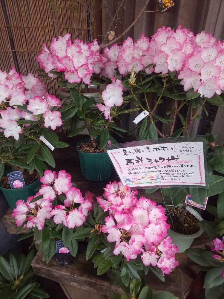 お出かけ先の画像 by ゆうさん | お出かけ先と西洋シャクナゲと石川県とお花とバーンズさん❣️とガーデンセンター
