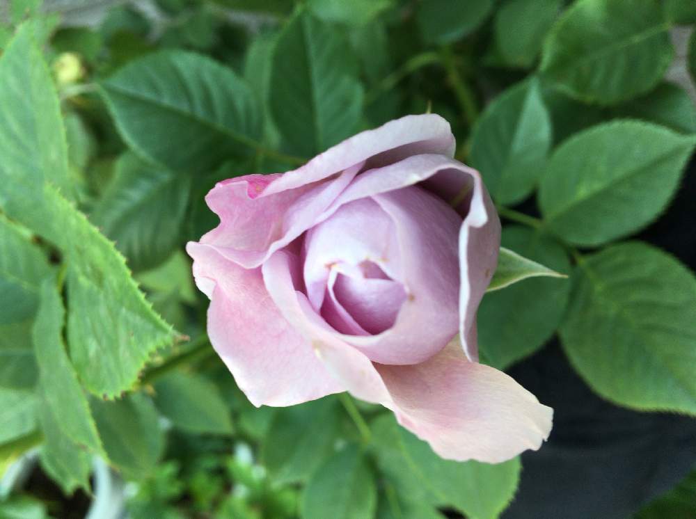 エクステリアの画像 by なおっちさん | エクステリアとしのぶれどと薔薇と花のある暮らしとバラ・ミニバラとしのぶれど♡と京成バラ園芸