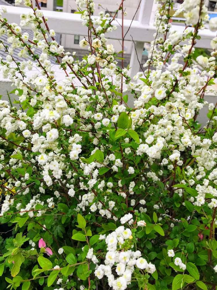 バルコニー/ベランダの画像 by チャーさん | バルコニー/ベランダとシジミバナと季節を感じる♪と野の花とチャーさんのリポートと山野草と季節の 便りとチャーさんの 里山歩きと里山歩きとナチュラルベランダガーデニングとはちうえとベランダ便りとチャーさんのベランダ便り