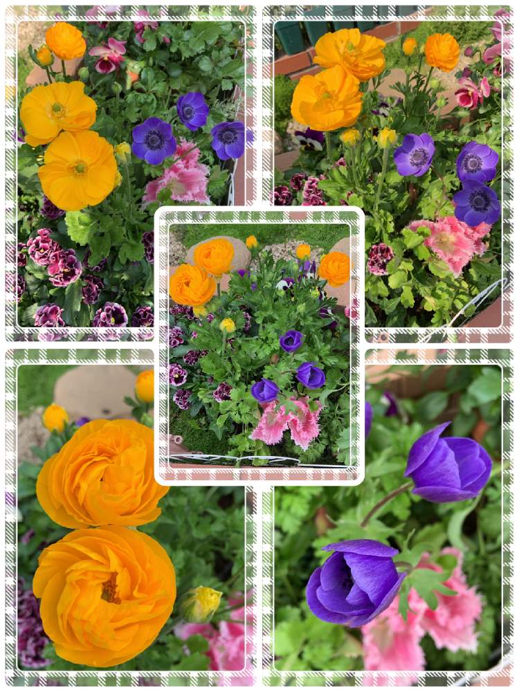 小さな庭の画像 by くろもみじさん | 小さな庭と令和へとお庭の草花と蕾ラッシュとチューリップ寄せ植えと チューリップと平成最後のと全部GSのせいだと❇︎ラナンキュラスと小さな小さな庭と花のある暮らしと初めてと アネモネ