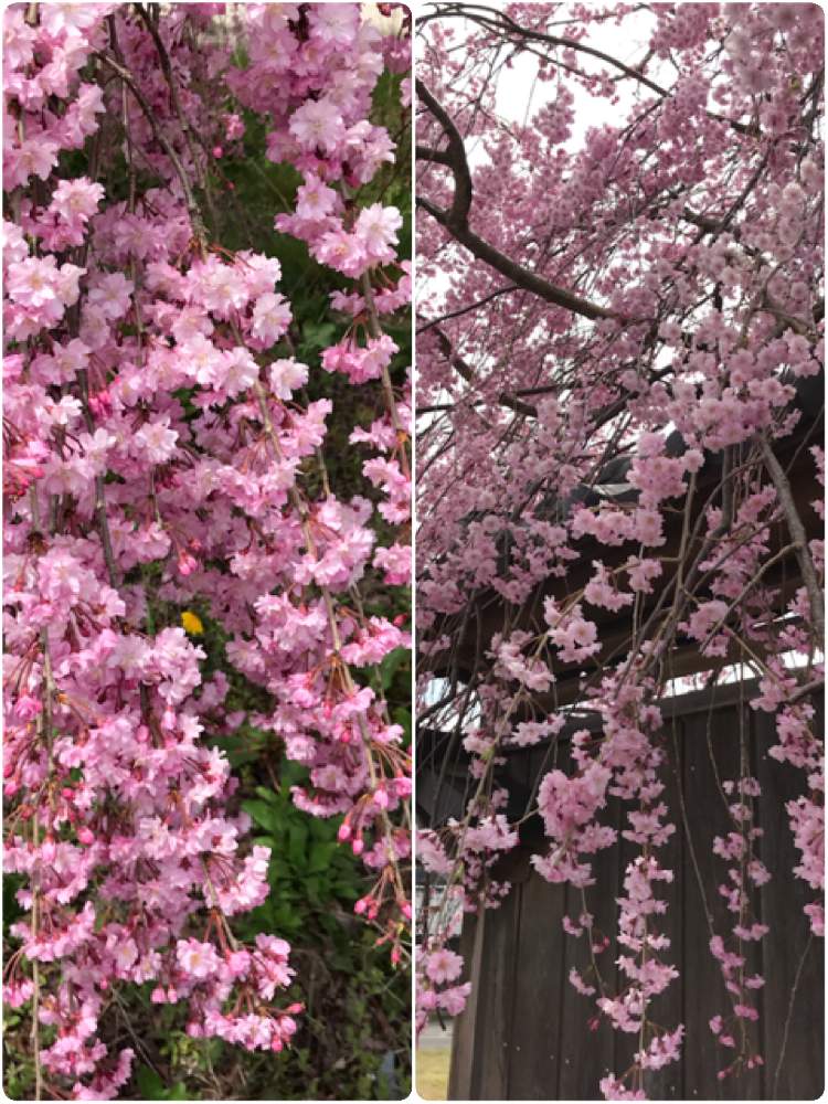 お出かけ先の画像 by ナルママさん | お出かけ先と花のある暮らしと枝垂れ桜。と教えて下さいませ