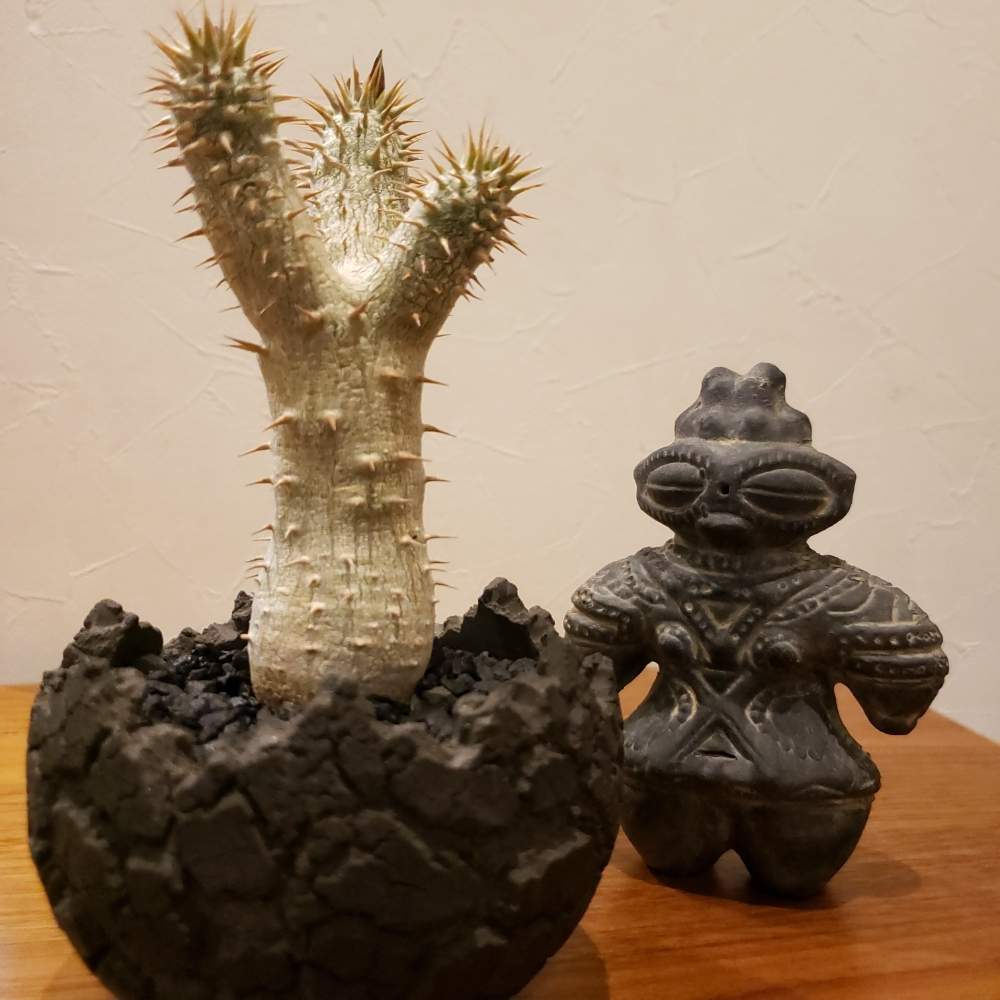 部屋の画像 by まなぶさん | 部屋と多肉植物と多肉男子と植物のある暮らしと多肉大好きとパキポンとkonectと陶器鉢と植欲旺盛とコーデックスとCaudexと植中毒と今日の一枚と塊根植物と埼玉タニラーとともだち零号機とPachypodiumとtoky_item