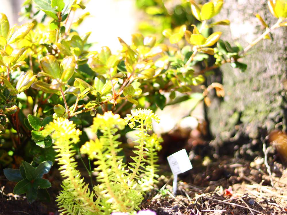の画像 by しほっぺさん | セダムと多肉植物と初心者ですと多肉の寄せ植えと多肉大好きと多肉地植えと寄せ植えと初心者と令和最初の植物・お花フォトコンと多肉植物寄せ植えと多肉植物のある暮らしと植えっぱなしと多肉女子と花のある暮らしと玄関先と多肉寄せ植えとタニク初心者と地植えと玄関前