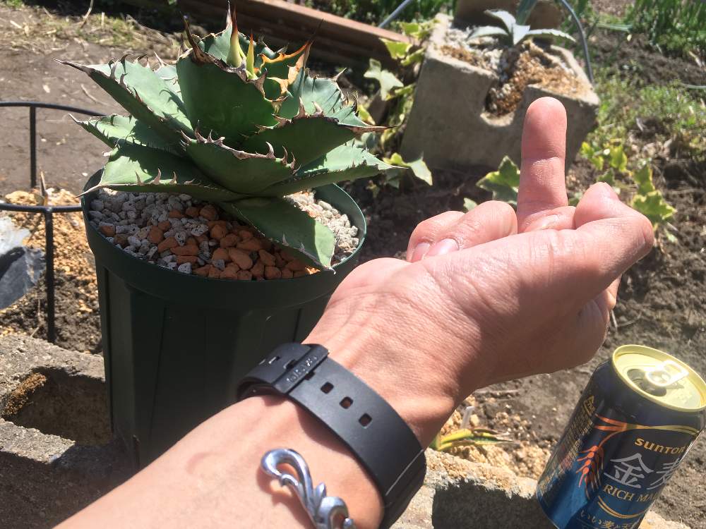 お出かけ先の画像 by ちまのた屋さん | お出かけ先とAgave Sallmiana Ver,FeroxとAgave titanota "No1"と多肉植物とGSスタッフの皆様に感謝♡とアガベ屋さんとリュウゼツラン科とGS映えとGSのみなさんに感謝♡とお家で自然を感じるとマザファック上司❣️と珍奇植物とアガベ大好きと10連休何する?と『ひとりじゃない、繋がろう』と感謝しかないと美しい鉢の持ち方研究中とアガベ属