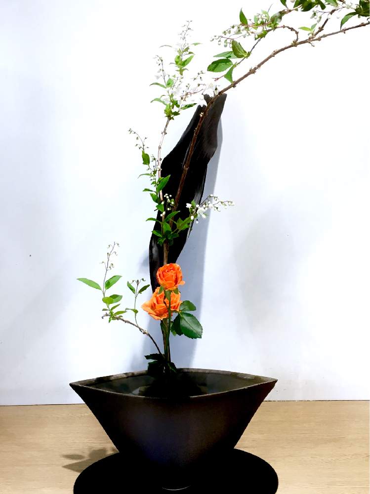 お出かけ先の画像 by ヒーちゃんさん | お出かけ先と令和最初の植物・お花フォトコンと二俣川駅周辺と横浜市と小池一夫と元気と花のある暮らしと生け花