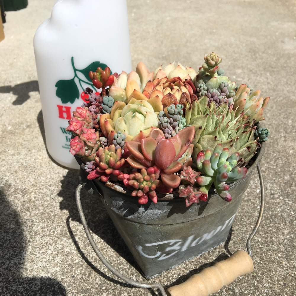 小さな庭の画像 by ギブソンさん | 小さな庭と多肉植物と多肉大好きと寄せ植えとGS映えと多肉植物寄せ植えとGS日和と植中毒とギブソン多肉日記と多肉女子とタニラーと多肉LIFEと横浜❣️多肉大好き❣️とジャンクガーデンとかわいいな♡とタニク初心者とGS植物うちなーぐち会