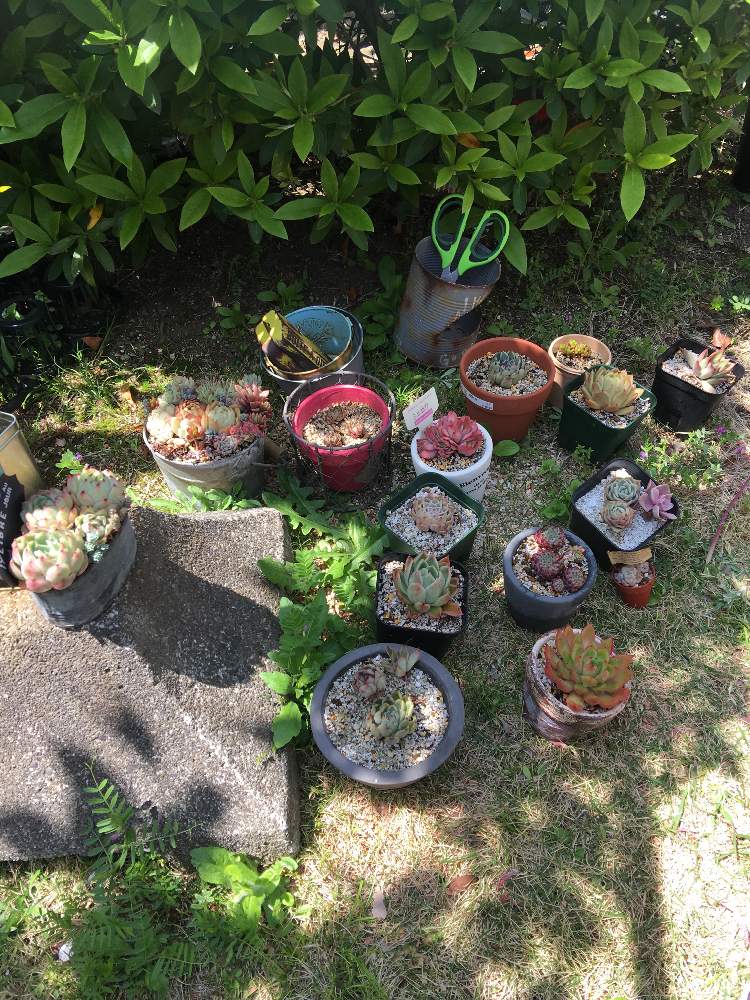小さな庭の画像 by ギブソンさん | 小さな庭と多肉植物と多肉大好きと寄せ植えと多肉お一人様とGS映えと多肉植物寄せ植えとGS日和と植中毒とギブソン多肉日記と多肉女子とタニラーと多肉LIFEと横浜❣️多肉大好き❣️とジャンクガーデンとかわいいな♡とタニク初心者とGS植物うちなーぐち会