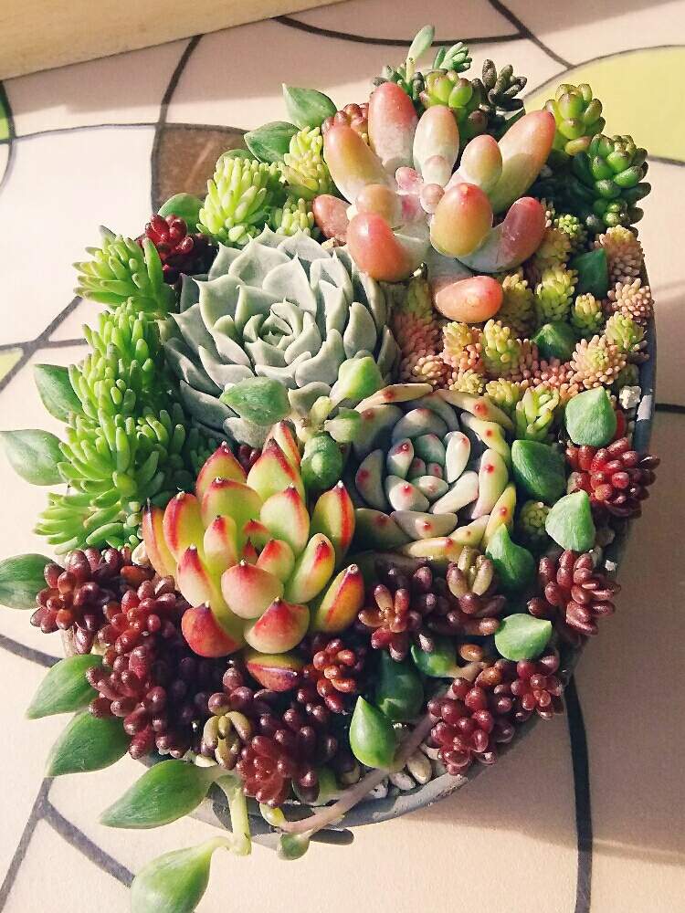 バルコニー/ベランダの画像 by サクマハロさん | バルコニー/ベランダと多肉植物と植中毒と多肉女子とタニラーとベランダーと多肉寄せ植えとエケベリア ルイーズとアリエル☆エケベリアとレディースフィンガー♡とセダム寄植えとセダム属恋心と エンジェルティアーズ