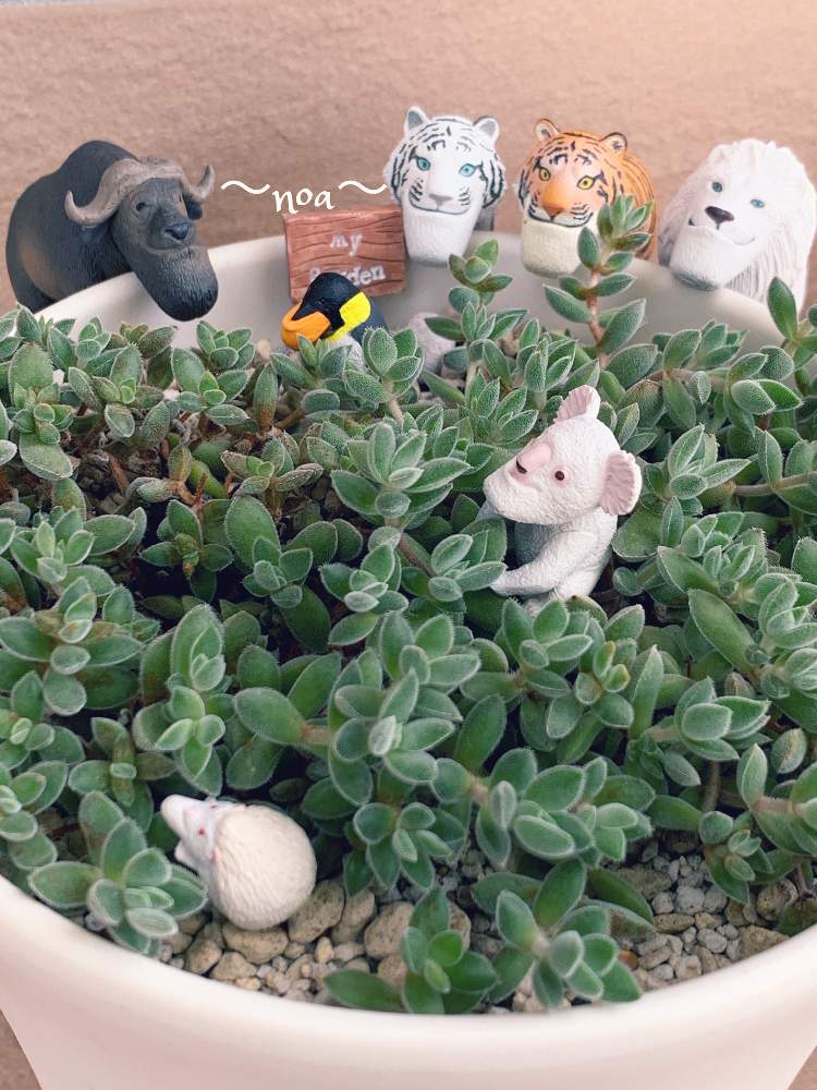 バルコニー/ベランダの画像 by noaさん | バルコニー/ベランダとHTCと多肉大好きとシャクレル祭りとGS映えと植欲旺盛とGS日和と植中毒と今日の一枚と多肉女子とたに倶楽部とタニラーとたにおたくらぶと多肉寄せ植えとレモータ♪とシャクレルプラネット