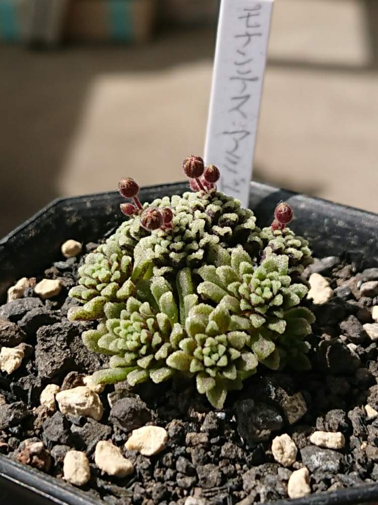 バルコニー/ベランダの画像 by ベランダ大好きさん | バルコニー/ベランダと多肉植物と千葉県と植中毒と多肉植物とサボテンとタニラーと珍奇植物と花のある暮らしと千葉タニラーとモナンテス属とバルコニスト