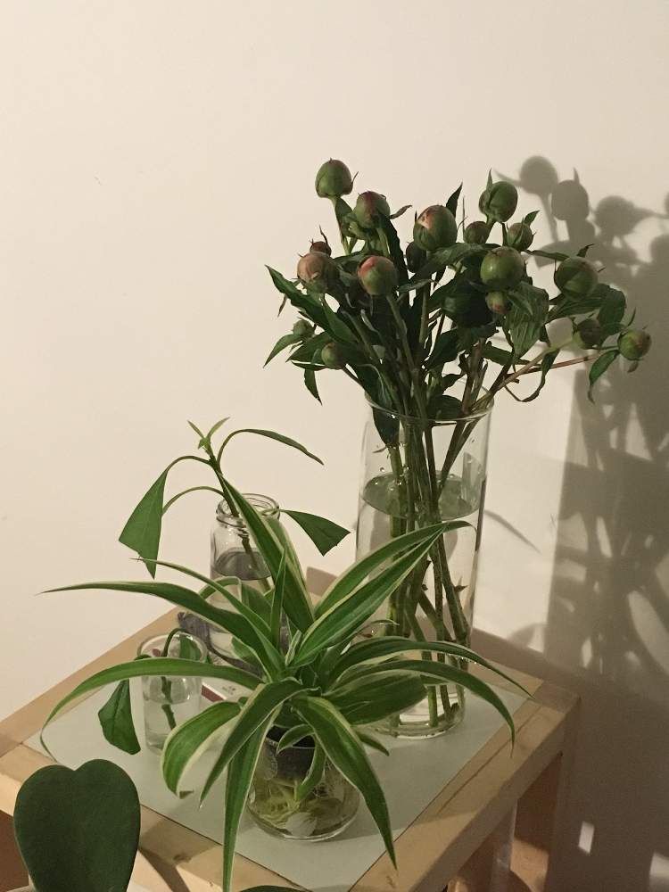 部屋の画像 by Pecoさん | 部屋とシャクヤクとオリズルランとオリヅルランとアボカドとホヤ・カーリーとno flower no lifeとネットもあなどれないと緑化計画とありのままと働きマンと季節の花とno green no lifeとミドリエと花のある暮らしとかわいいな♡と海外暮らしと神秘的