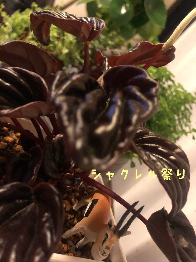 部屋の画像 by ミユキンソンさん | 部屋とペペロミア レッドルナとありがとう♡とシャクレル祭りとGS映えと植物だいすきとシャクレルプラネットとGS日和と嬉しい♡