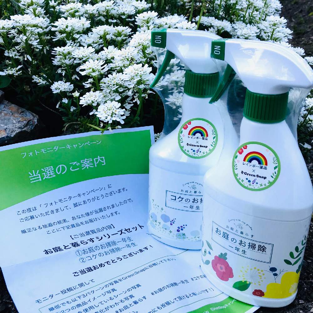 の画像 by ちっちさん | 感謝の気持ち。とGSスタッフの皆様に感謝♡と北の大地北海道とお庭と暮らすと台風21号被災者応援と花のある暮らしと頑張れ♡えっことお庭のお掃除一年生とレインボー薬品と一緒に頑張るとコケのお掃除一年生とモニター当選と受賞&当選賞品♡︎