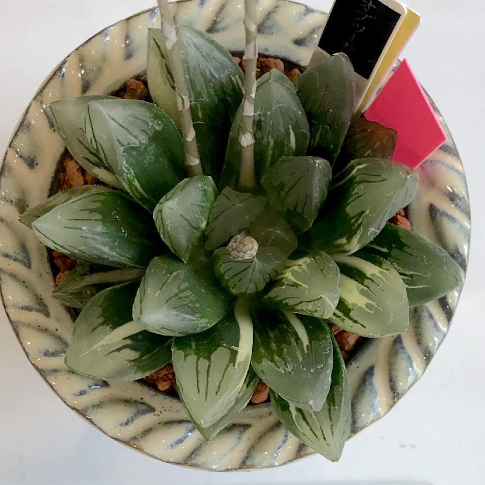 お出かけ先の画像 by たねさん | お出かけ先と多肉植物と福岡と福岡市植物園とHaworthia とハオルチア属とHaworthia:ハオルチア/ハオルシア