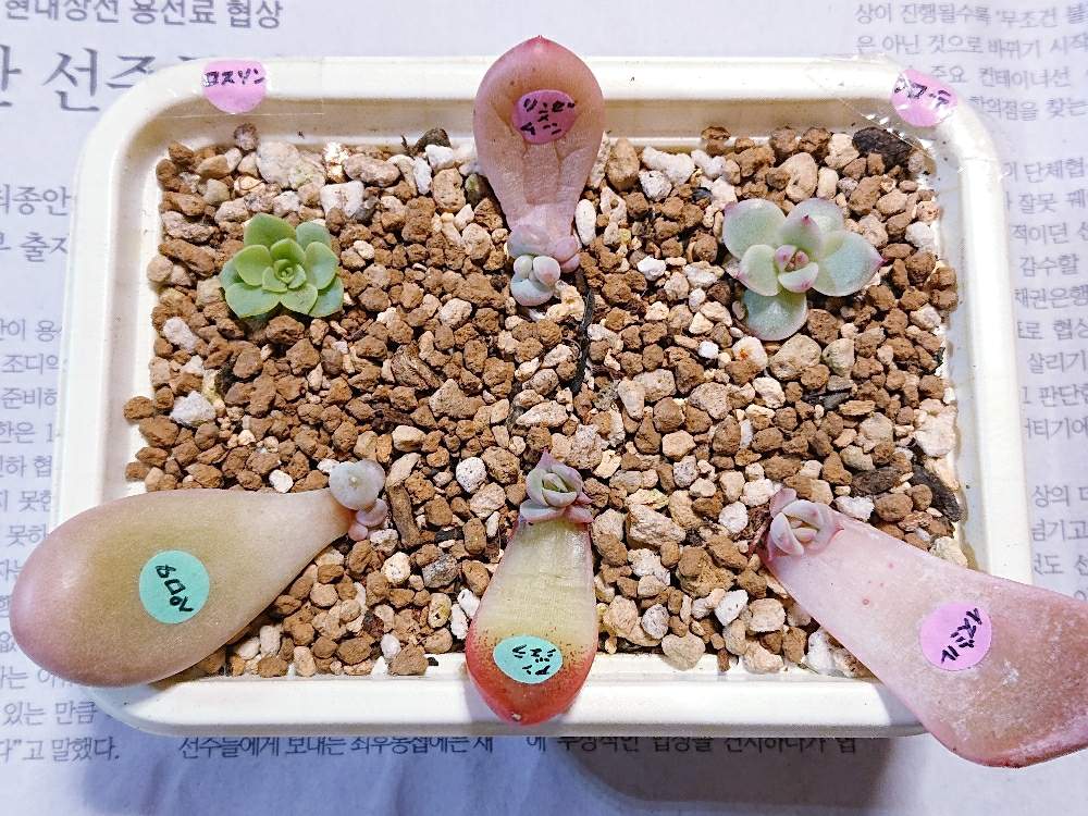 窓辺の画像 by ぎぐさん | 窓辺と韓国多肉と多肉植物葉挿しと韓国苗に夢中(ㅅ´ ˘ `)♡と多肉マニアと葉挿し赤ちゃんと韓国産と多肉オタクと可愛い多肉ちゃん❤︎と多肉女子と多肉中毒❣️とタニラーと【こまち多肉部】と韓国苗と可愛いとかわいいな♡と葉挿しと葉挿しっこと花歌農場パクさん苗とパクさん苗