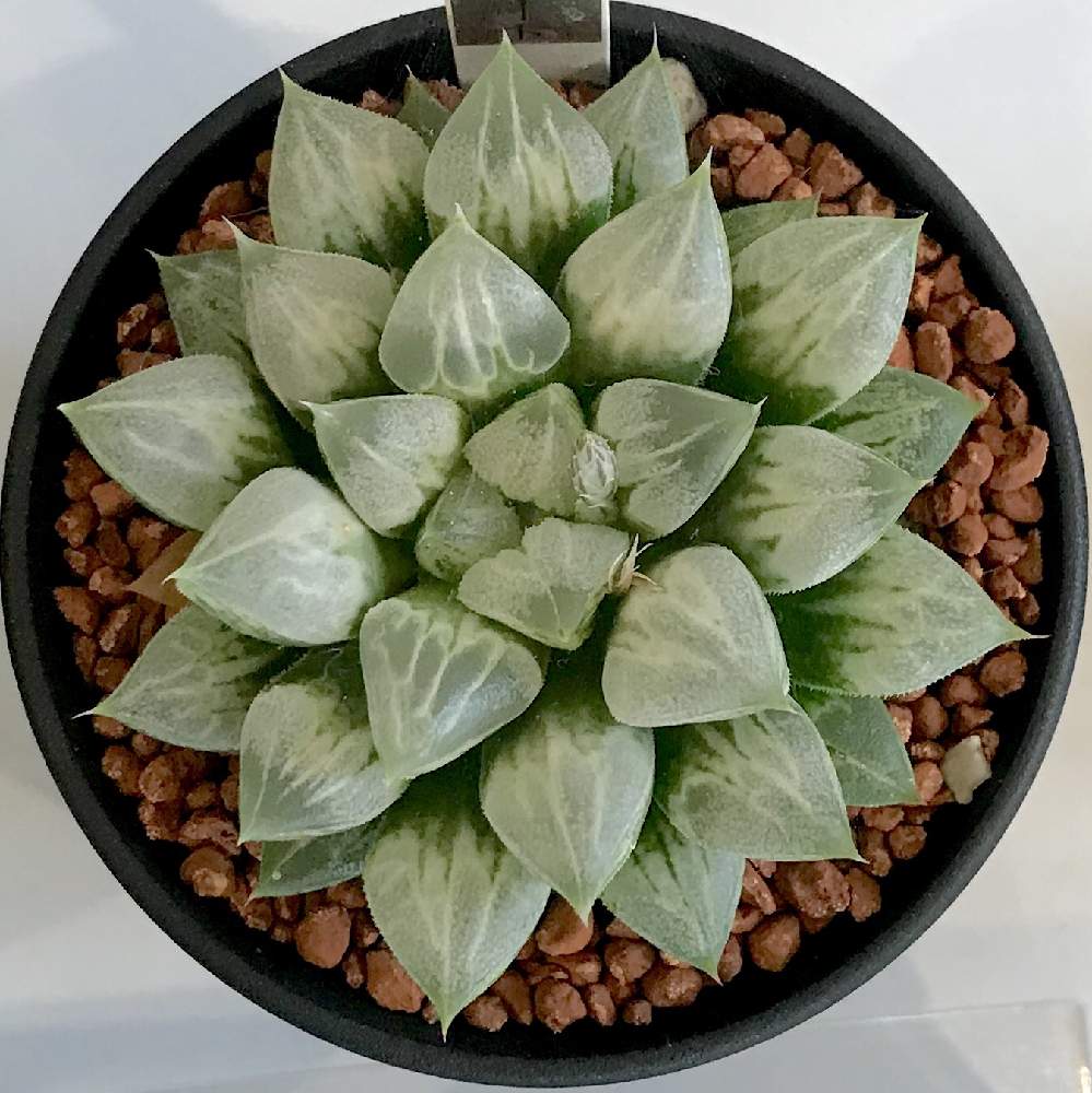 お出かけ先の画像 by たねさん | お出かけ先と多肉植物と福岡とハオルチア属と福岡市植物園とHaworthia:ハオルチア/ハオルシアとHaworthia