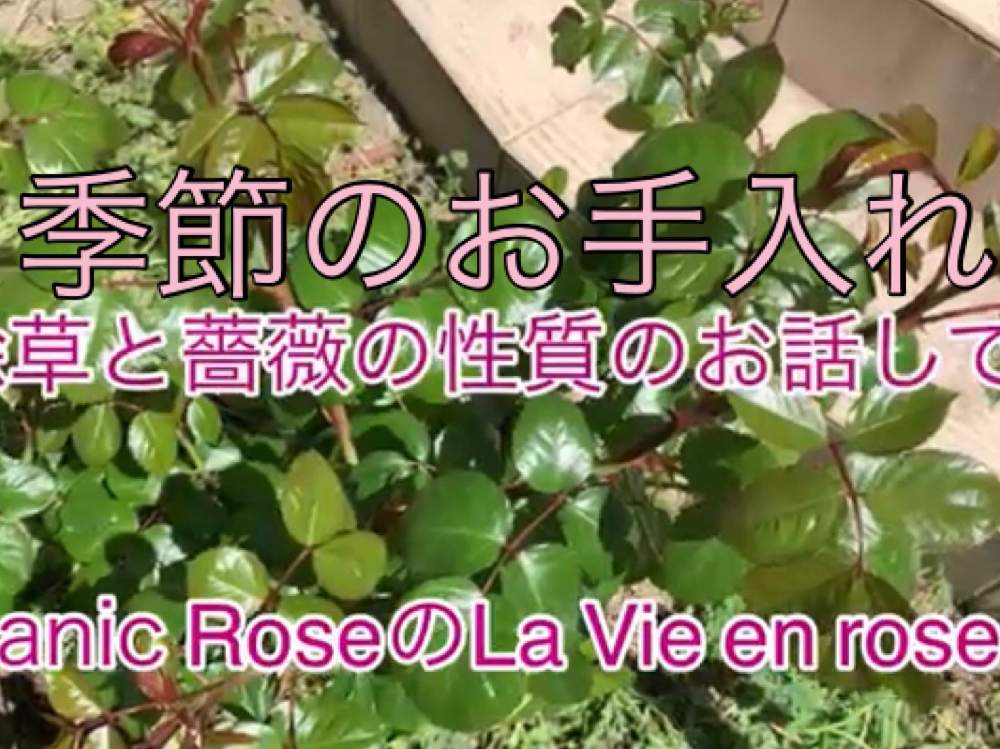 デスクの画像 by La Vie en roseさん | デスクとYouTubeと薔薇愛同盟と初めてのバラとオーガニック ローズと薔薇のお手入れとbeginner rose lessonとバラの初心者と薔薇の初心者教室と花のある暮らしと家庭菜園奮闘日記とバラ・ミニバラとロザリアンとバラのお手入れとOrganic Roseとつるバラのお手入れ