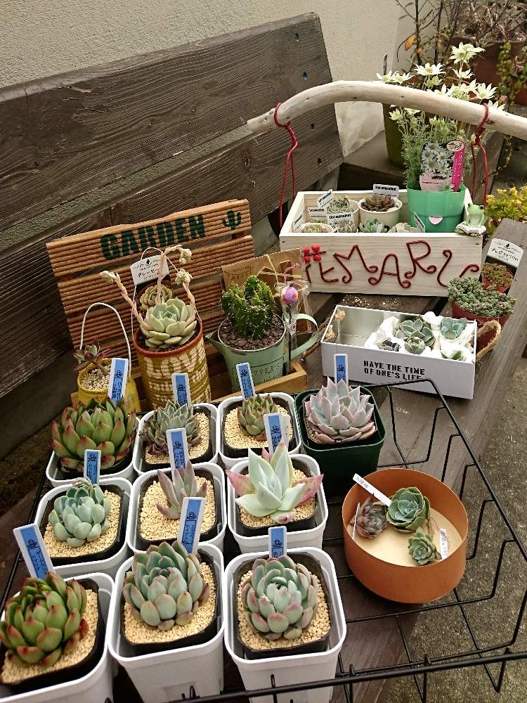 の画像 by 花MARUさん | 多肉植物と葉っぱのある暮らしと多肉植物のある暮らしと晴れの国タニラーGPとバラと夢CLUBと多肉ラボ©とタニカノさんの木工品と立ち上がろう!晴れの国☀️と花のある暮らしと被災地にエールを…。と前に進もう!晴れの国☀️とたにおたくらぶとMARUペースで投稿と繋がりに感謝✨とGS植物うちなーぐち会