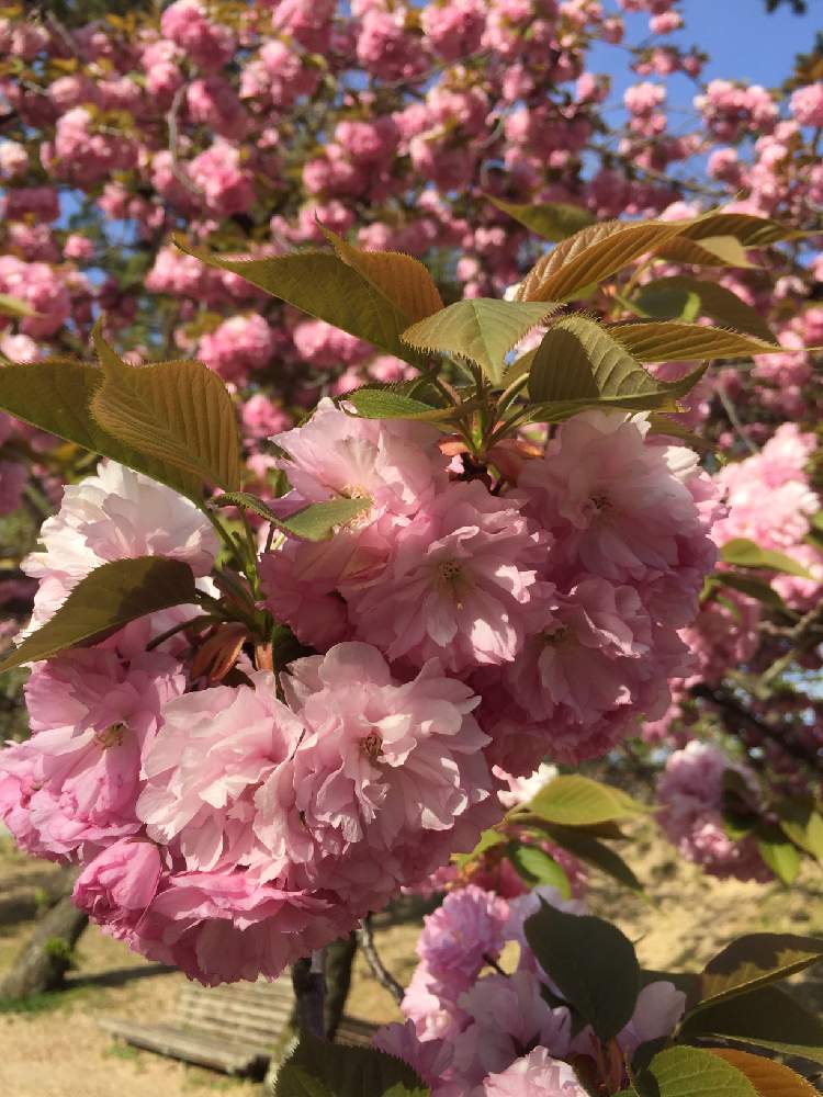 お出かけ先の画像 by 京都みやんさん | お出かけ先と『2019桜』フォトコンテストと写真加工なしと外出先にて