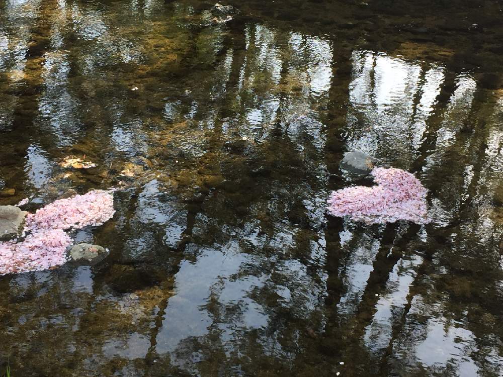 お出かけ先の画像 by 京都みやんさん | お出かけ先と『2019桜』フォトコンテストと今日の一枚と写真加工なしと外出先にて