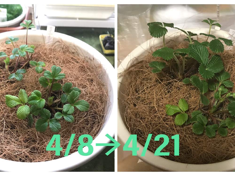 窓辺の画像 by エインスさん | 窓辺とホワイトピーチベリーとせっかちは禁止とハンキング いちごと植欲と食欲と伸び代はある…はずとFランク栽培マンとキイチゴ属と窓際栽培
