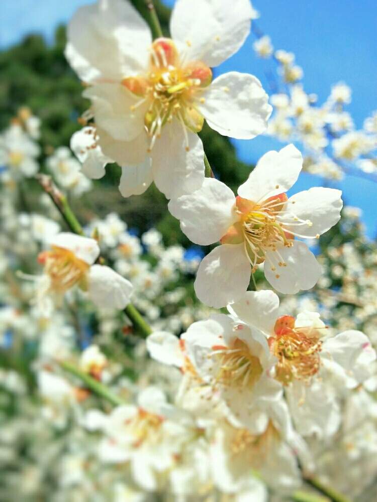 お出かけ先の画像 by ❀ mimo ❀さん | お出かけ先と白梅と犬好きとネコのいる暮らしと猫好きと春だ♡と公園とおさんぽと令和最初の植物・お花フォトコンと咲いた♡︎ʾʾとグリーングリーン♪と犬のいる暮らしといい香りと花のある暮らしと白い花
