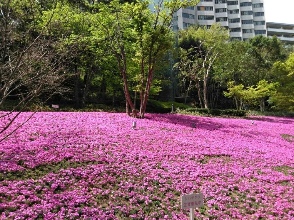 お出かけ先の画像 by きようこさん | お出かけ先と数十万株芝桜と裏山とオフィスビルと花のある暮らし