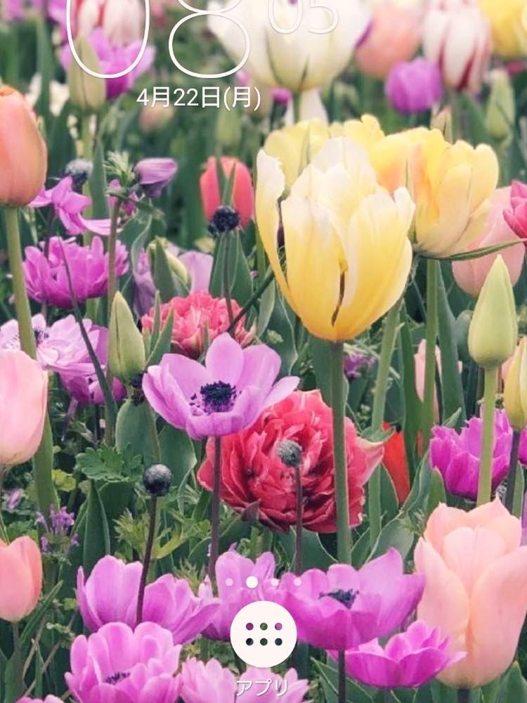 の画像 by kaorioka 2さん | 令和最初の植物・お花フォトコンと壁紙祭り2019春と壁紙祭りとHTCとたにおたくらぶNo.28と早起き倶楽部とHTCNo.176とチッチャイ星人同盟とご安全にーとGSミニモニ。と全国オヤジ連合会とバラと夢CLUBと全国オヤジ連合会No.5とレッツゴー三匹とたにおたくらぶとGS植物うちなーぐち会