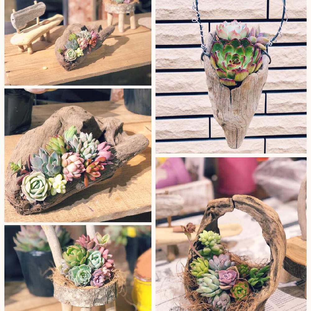 窓辺の画像 by iroさん | 窓辺と長岡とiro_plusと多肉植物と苔 (コケ)と流木寄せとイベントとお誘いと多肉植物寄せ植えと新潟タニラーと多肉ワークショップと流木と多肉女子とタニラーと新潟と色+と花のある暮らしとタニク初心者とワークショップ と多肉初心者とCoCoLoムーブマルシェ