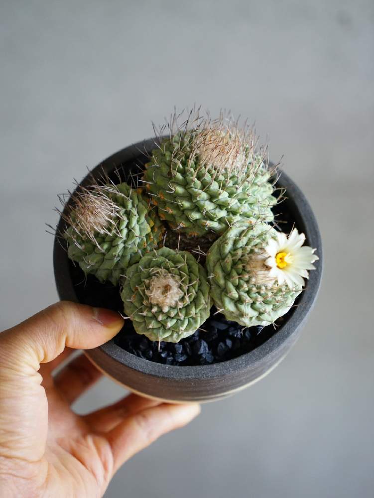 部屋の画像 by MURAさん | 部屋と菊水と多肉植物とハンドメイド 鉢と花自慢と自作鉢と珍奇植物とビザールプランツと咲いた!とオリジナル 鉢