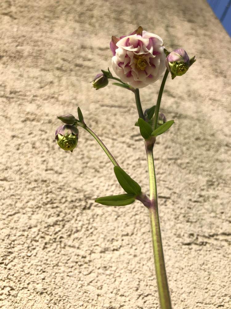 の画像 by xxx_kyoko_xxxさん | 八重咲き西洋オダマキとガーデニングと花のある暮らしとお花のある生活とお花とオダマキ♪とお花好きとお花好きの人と繋がりたいとオダマキの花