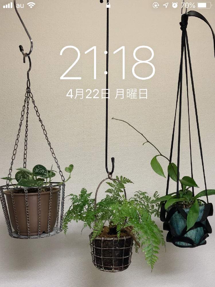 壁/天井の画像 by hittyyさん | 壁/天井と葉の美しさと美しい葉色とスキンダプサス属と壁紙祭りと緑のある暮らしと壁紙祭り2019春と吊り鉢とダバリア・ラビットフットと美しい緑と サクララン