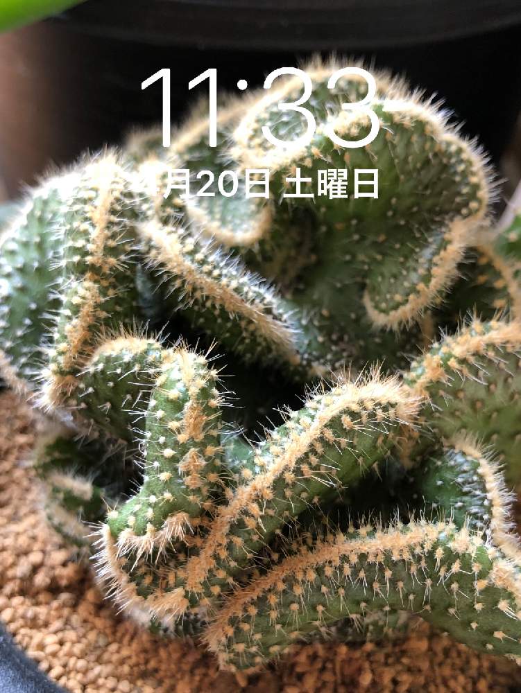部屋の画像 by アマリリスさん | 部屋と 青海波と多肉中毒とHTCとうねってると青海波とキュンキュン倶楽部と多肉女子とキュンキュン乙女倶楽部NO、230とHTC No247と頑張れ♡えっことたにおたくらぶと熊本頑張れとキモカワ系とたにおたくらぶNO134と壁紙祭りと壁紙祭り2019春とのうみそサボテン