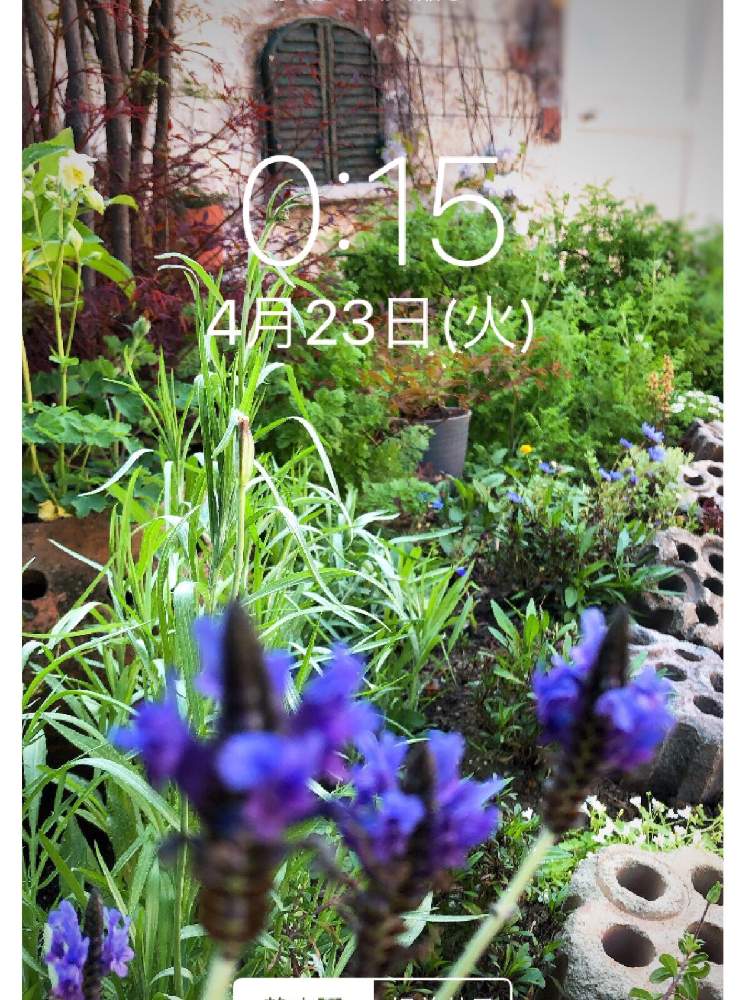 小さな庭の画像 by ❤︎15さん | 小さな庭とシンバラリアとモルタル造形と壁紙祭りとGS映えと植中毒と可愛いがぁ❤︎とバラと夢CLUBと多肉ラボ©と多肉2016同期と壁紙祭り2019春と花のある暮らしと地植えと花も多肉も好きとモルタルデコとガーデン❤︎