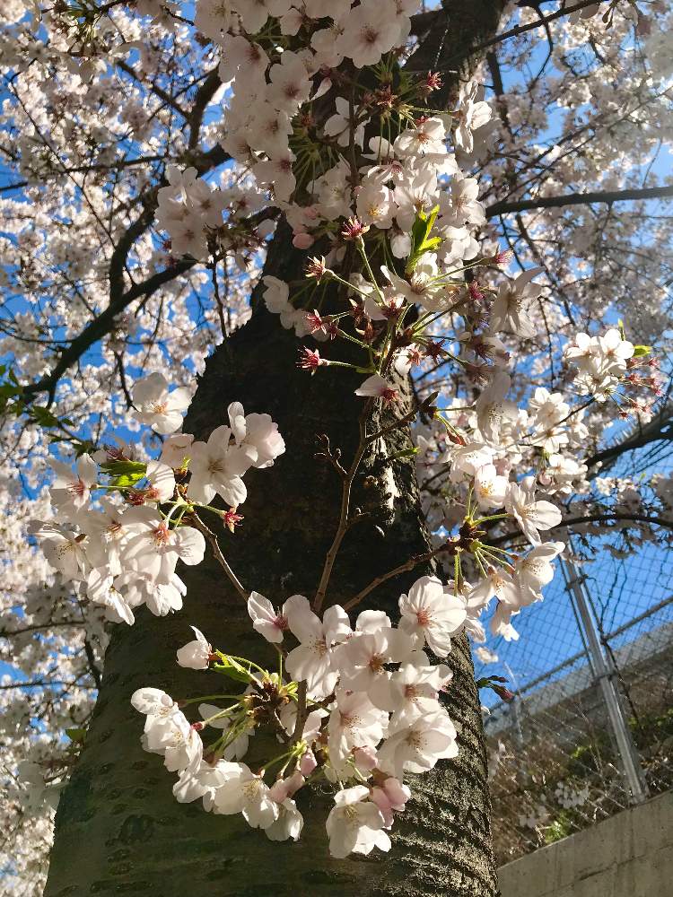 お出かけ先の画像 by TIさん | お出かけ先と『2019桜』フォトコンテストと五反田-桜マップ2019-