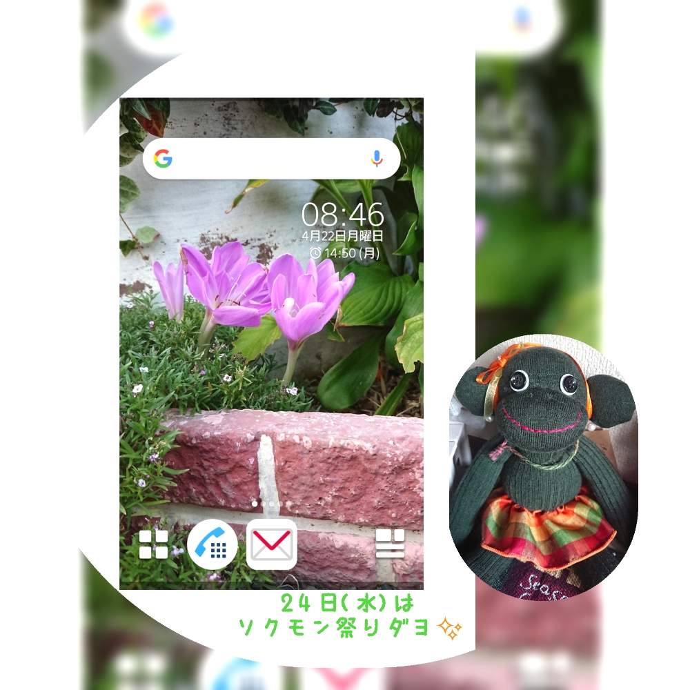 の画像 by yoshittpi(よしっピ)さん | HTCと癒しの時とありがとーと早起き倶楽部とメキシコに行きたいとサボテン好きと多肉2016同期と多肉女子とたに倶楽部と壁紙祭り2019春とタニラーと多肉ばばと拡大禁止とほぼ1日1枚とたにおたくらぶとGS植物うちなーぐち会と壁紙祭り