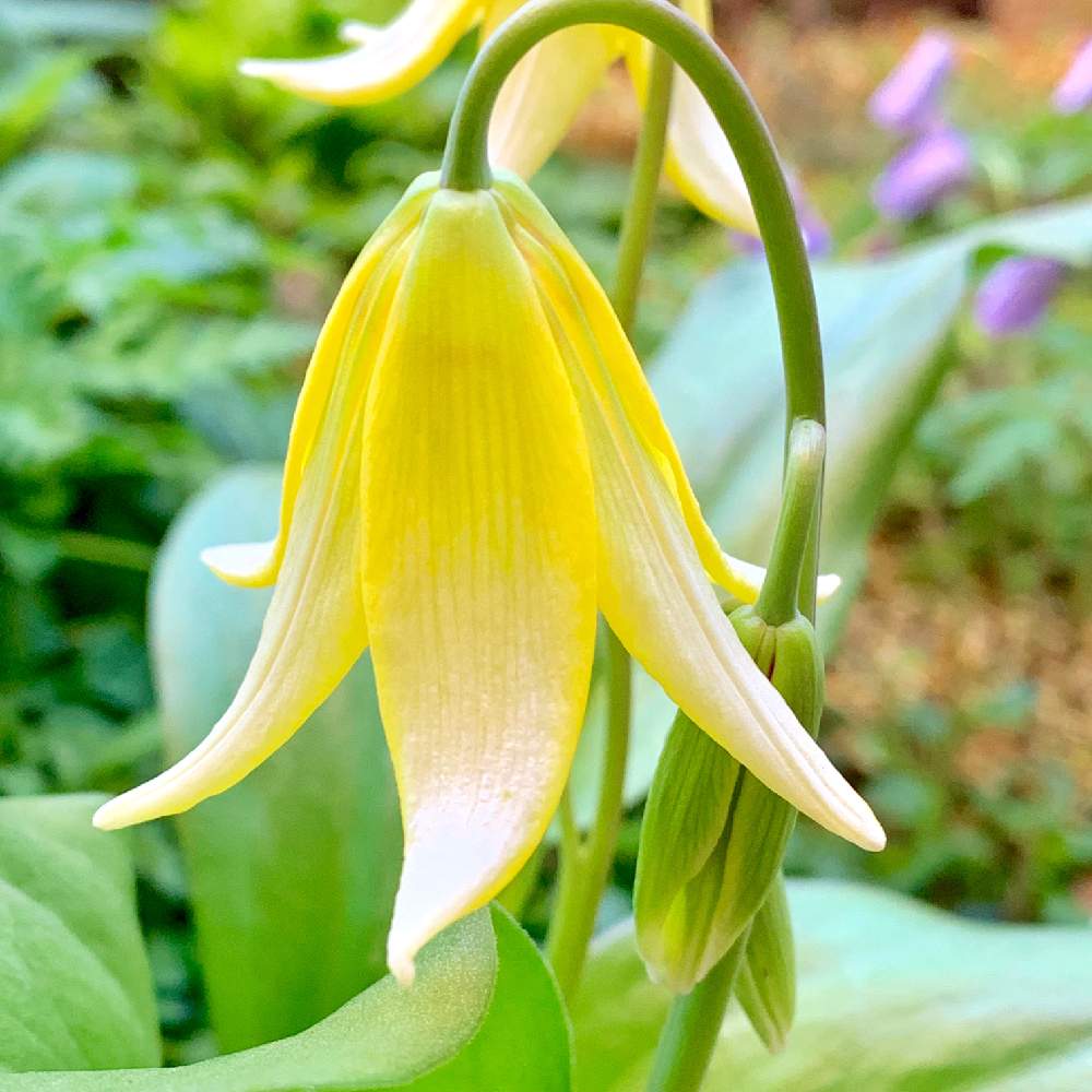 小さな庭の画像 by PT_yamahiroさん | 小さな庭とキバナカタクリとスマホ撮影と我が家の花達と山野草と花壇とアップ写真とフラワーとマイガーデンとGS映えと植中毒と我が家の花壇とお花畑 と黄色の花と我が家の庭と花好きとガーデニングと花のある暮らしとお花とお花好き