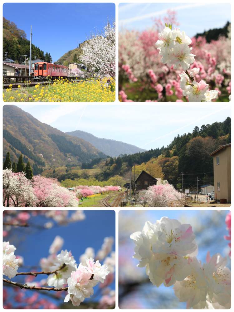 お出かけ先の画像 by ミクママさん | お出かけ先とうれしいな♪と富山支部と一眼レフときれいと癒される~と今日の一枚と花のある暮らしと春を感じると満開ですと福井県の素敵な所と富山支部 No32とGS植物うちなーぐち会