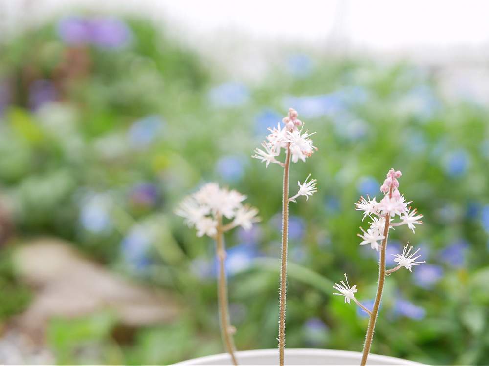 小さな庭の画像 by sachiさん | 小さな庭とティアレアと春のお花と植物のある暮らしと冬越しと庭の花と寄せ植えとGS映えと季節の花と今日の一枚と鉢植えとガーデニングと花のある暮らしとお花といとおしい植物の表情フォトコン2019