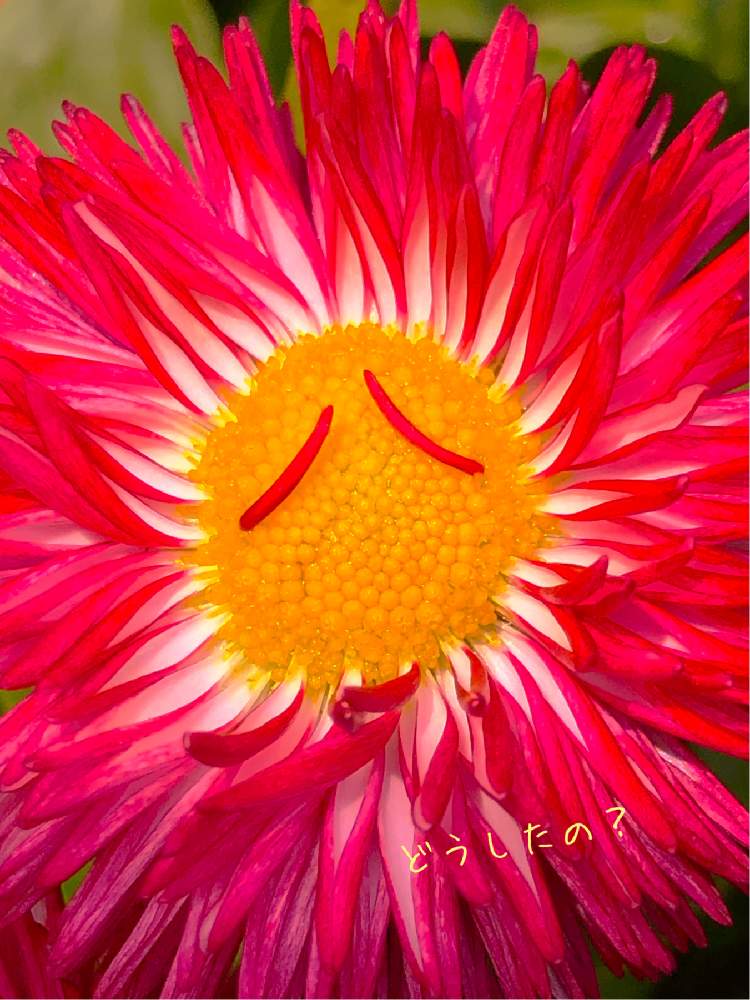 小さな庭の画像 by イングリッシュガーデンさん | 小さな庭とデージーとかわいい♡とピンク❤︎ピンクと庭の花たちとGS映えと庭の植物とお庭の植物と花あそびと可愛いとEGピンク大好きと花のある暮らしとかわいいとEGフォトジェニックとかわいいな♡といとおしい植物の表情フォトコン2019