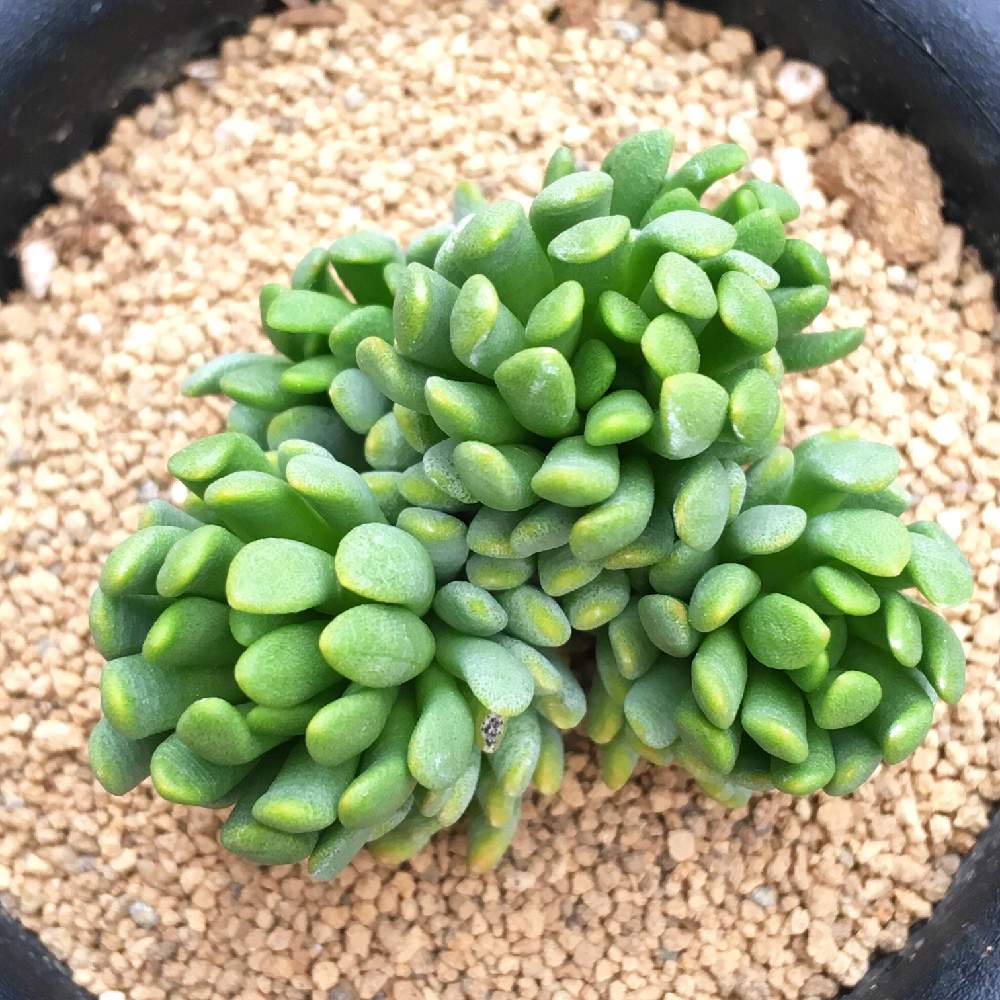 の画像 by 多肉植物専門店 RuPo“ルポ”さん | #多肉と多肉植物と#インスタと#Instagramと母の日プレゼントと寄せ植えとRUPOとレアとRuPoさんとGS映えと和歌山と多肉女子とルポと10連休何する?と七福神 多肉と多肉寄せ植えと母の日
