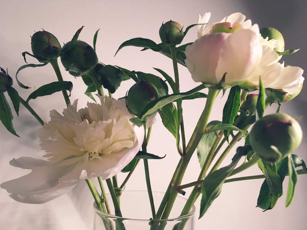 部屋の画像 by Pecoさん | 部屋とシャクヤクと芍薬とno flower no lifeとネットもあなどれないと投げ入れと緑化計画と初心者と働きマンと季節の花とno green no lifeと花のある暮らしとかわいいな♡と海外暮らしと神秘的