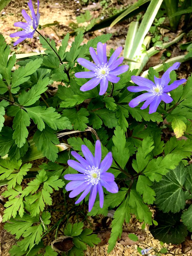 広い庭の画像 by たまさん | 広い庭とムラサキの花と癒しと一輪草と癒しの植物とムラサキ色がキレイと大輪の花とガーデニングと花のある暮らしとかわいいとかわいいな♡とむらさき❇︎