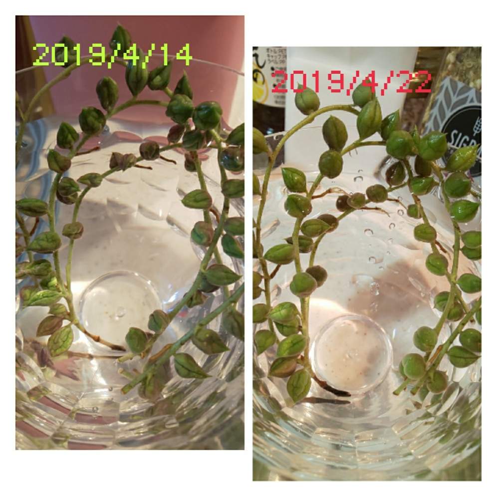 部屋の画像 by せつらさん | 部屋と斑入りグリーンネックレスと多肉中毒と多肉植物とセネシオと瀕死からの復活と多肉のある暮らしと瀕死の多肉と瀕死のグリネちゃんとタニラーと多肉 グリーンネックレスとグリーンネックレス☆とセネシオ属とベランダーと多肉初心者とセネキオ属と斑入りグリーンネックレス♡とグリーンネックレス♡とネックレス