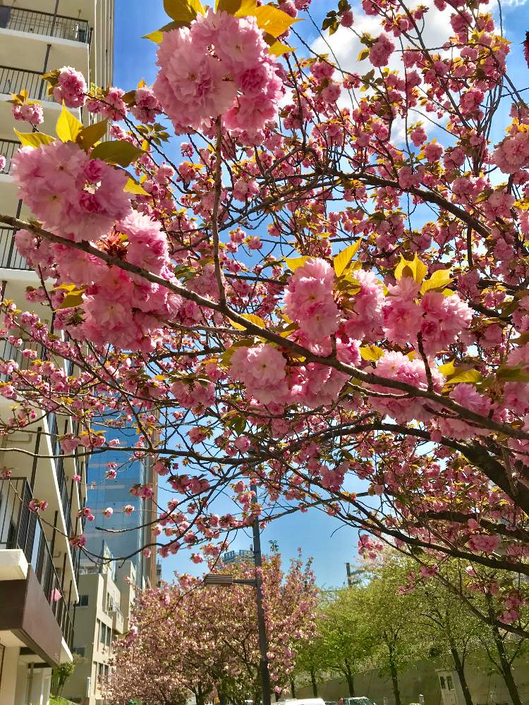 お出かけ先の画像 by TIさん | お出かけ先と『2019桜』フォトコンテストと五反田-桜マップ2019-