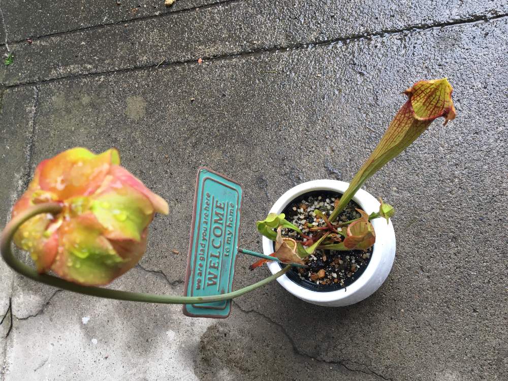玄関の画像 by jokerさん | 玄関とサラセニア交配種と食虫植物と緑のある暮らし