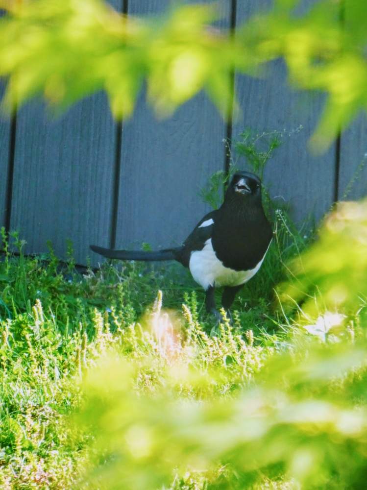 の画像 by aaさん | モミジとサンゴモミジとみどりのある暮らしとはっぱとカササギと野鳥とお庭の植物ときれいな色と新緑とかわいいと地植えと野鳥のいる景色