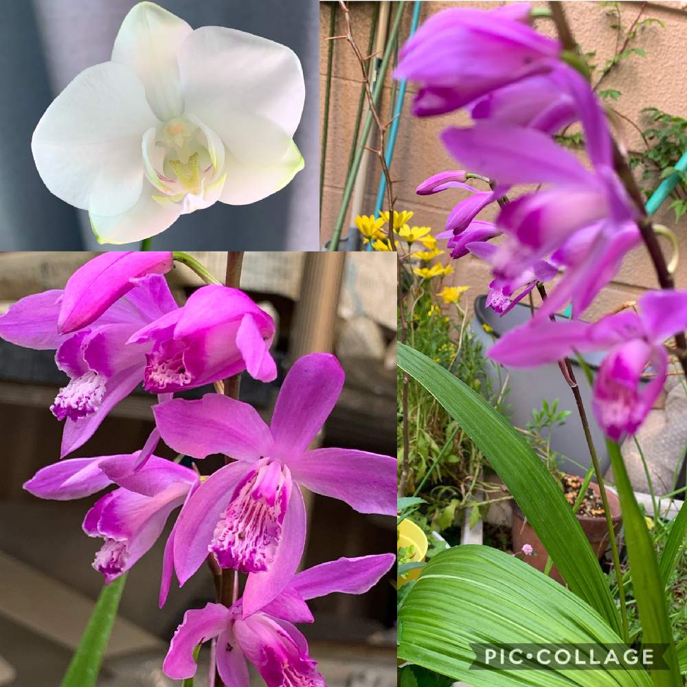 小さな庭の画像 by スイカさん | 小さな庭と釣鐘状のお花と紫色のお花と花のある暮らしとスマホで撮影と今年も咲きました❣️とチーム福岡